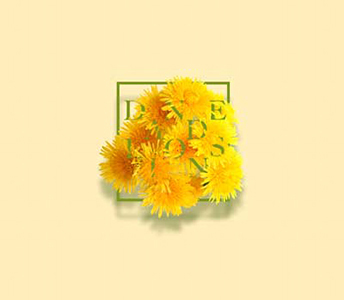 dandelions